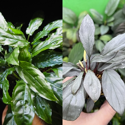 ホマロメナ(Homalomena sp) 5株セット　色々な便詰め合わせ 5. Homalomena sp. Kabupaten Karo Sumatra Utara T-270424 ホマロメナ